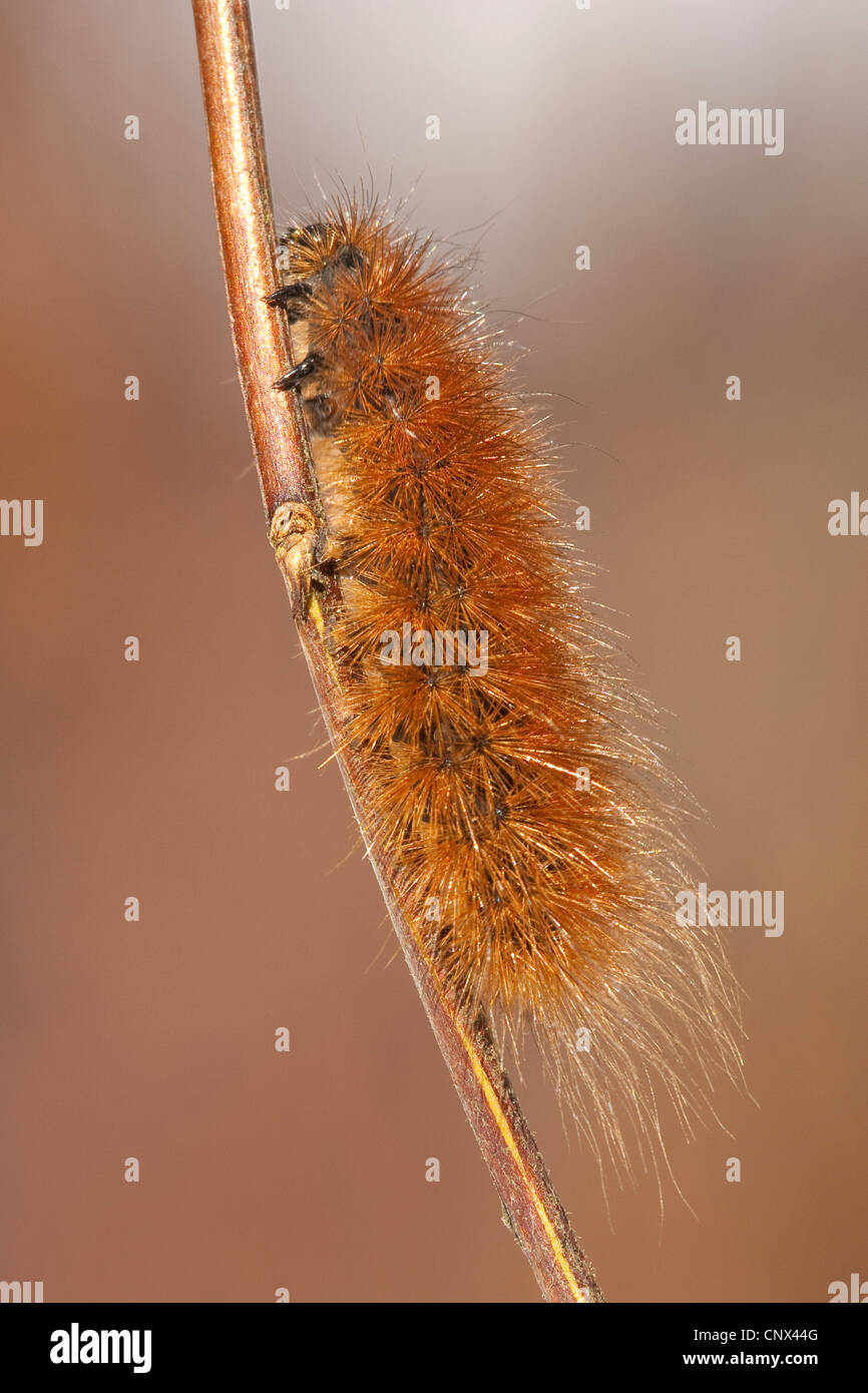 Phragmatobia fuliginosa ruby (Tigre), Caterpillar en rampant une pousse, l'Allemagne, Rhénanie-Palatinat Banque D'Images