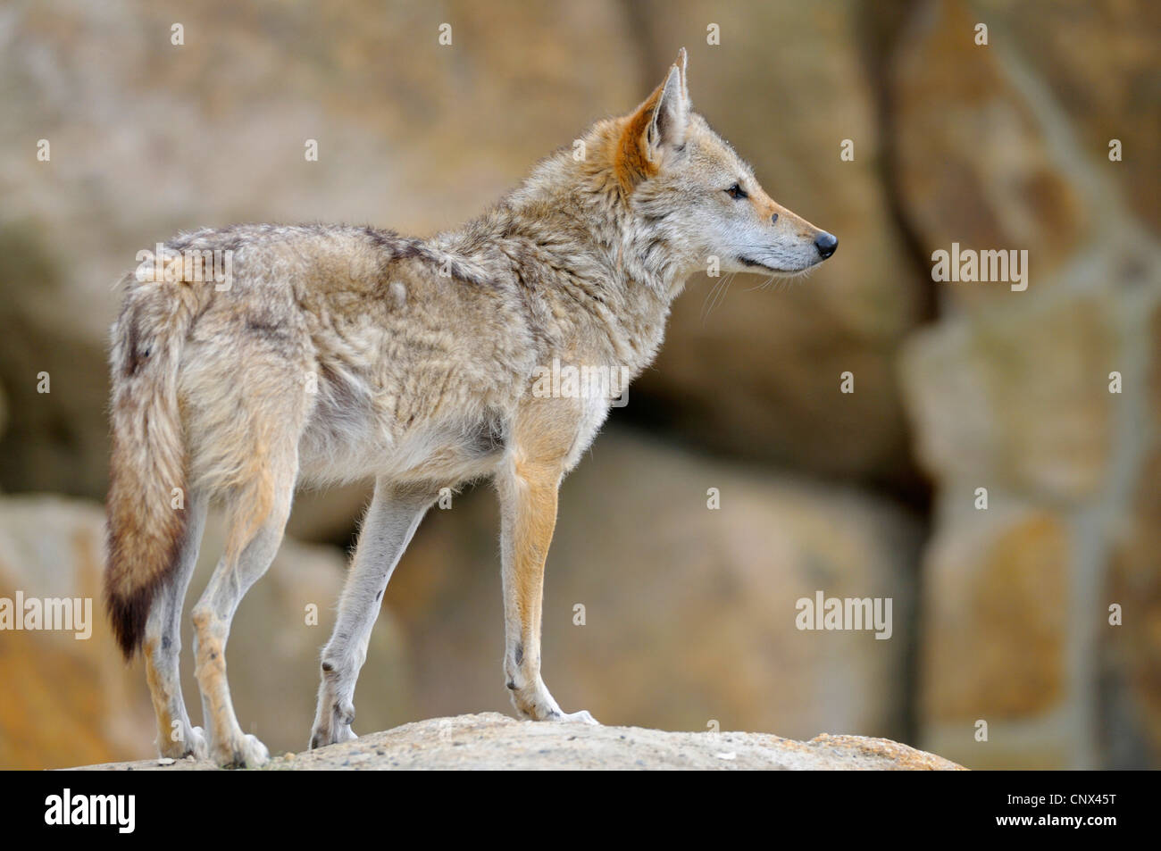Le chacal doré (Canis aureus), debout sur un rocher à out Banque D'Images