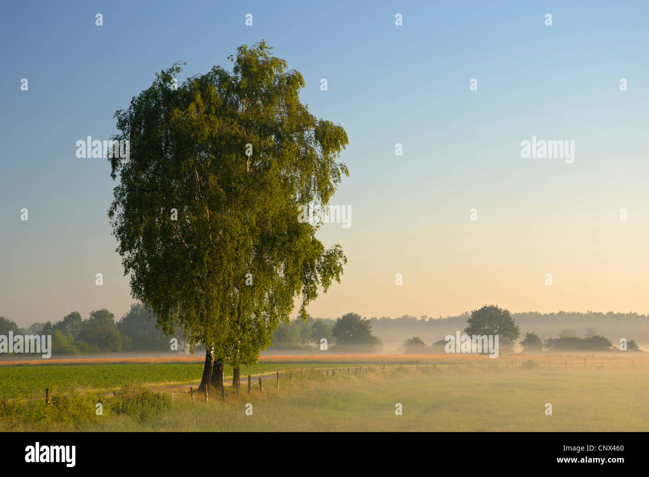 Marsh Meadows et le bouleau dans le brouillard du matin, l'Allemagne, en Rhénanie du Nord-Westphalie, NSG Dingdener Heide Banque D'Images