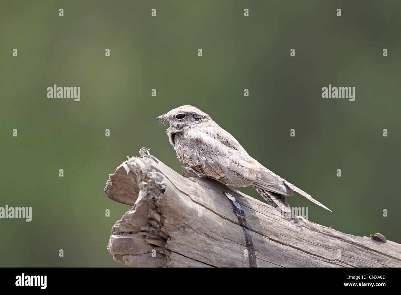 De couleur sable, Engoulevent d'Amérique, Chordeiles rupestris, le repos sur la rivière log in Manu Banque D'Images