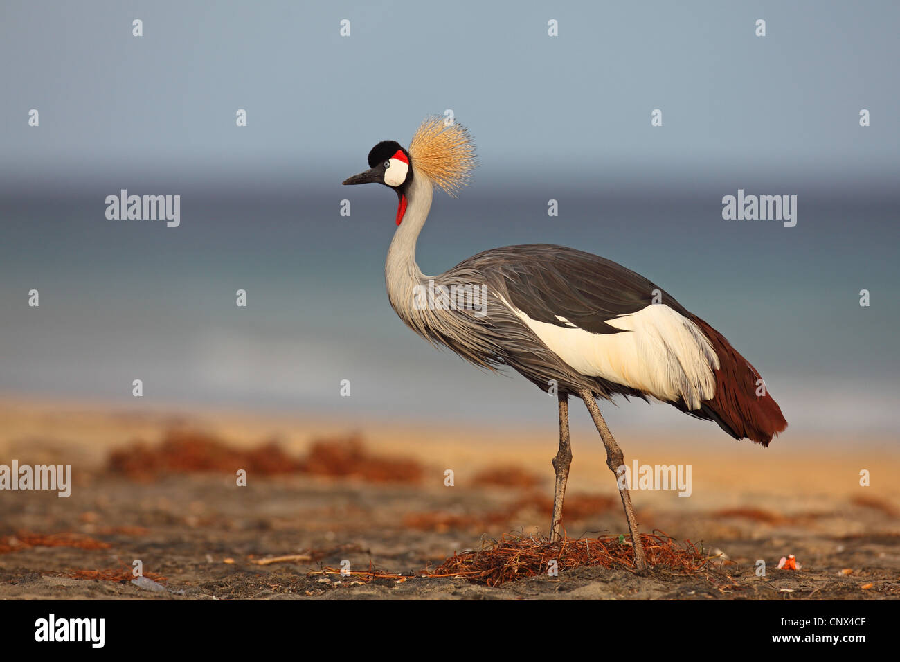 Grue couronnée (Balearica pavonina), sur la plage, îles Canaries, Fuerteventura Banque D'Images