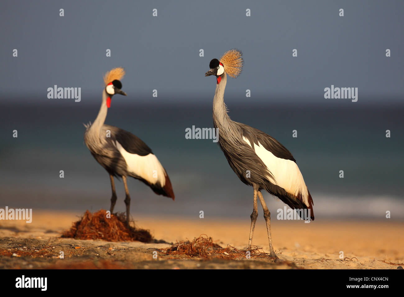 Grue couronnée (Balearica pavonina), paire sur la plage, îles Canaries, Fuerteventura Banque D'Images