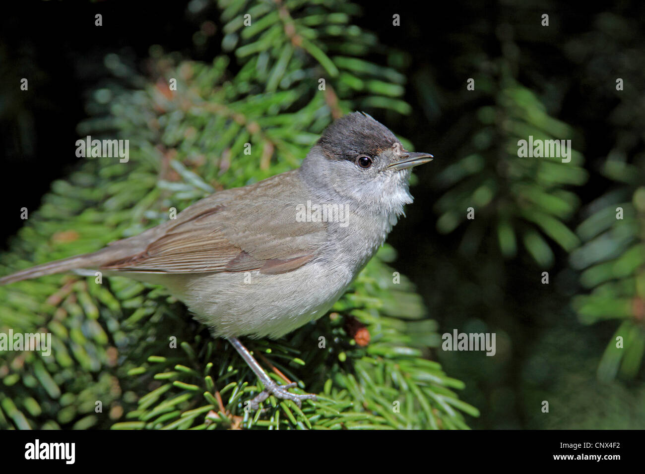 Blackcap (Sylvia atricapilla), homme assis sur une branche d'épinette, Allemagne, Rhénanie du Nord-Westphalie Banque D'Images