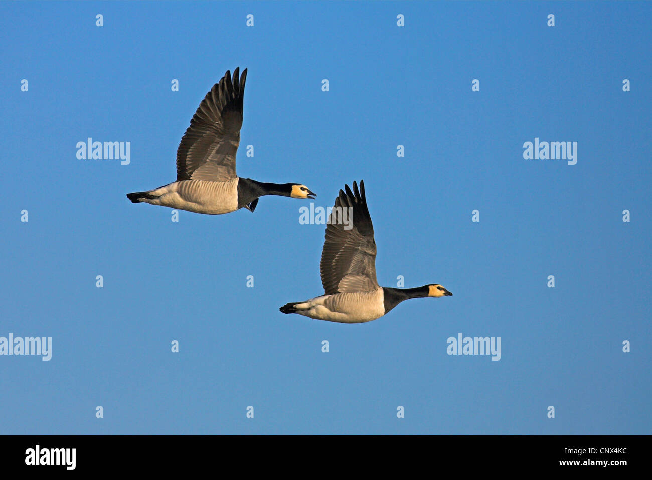 Bernache nonnette (Branta leucopsis), deux oiseaux, Pays-Bas, Frise Banque D'Images
