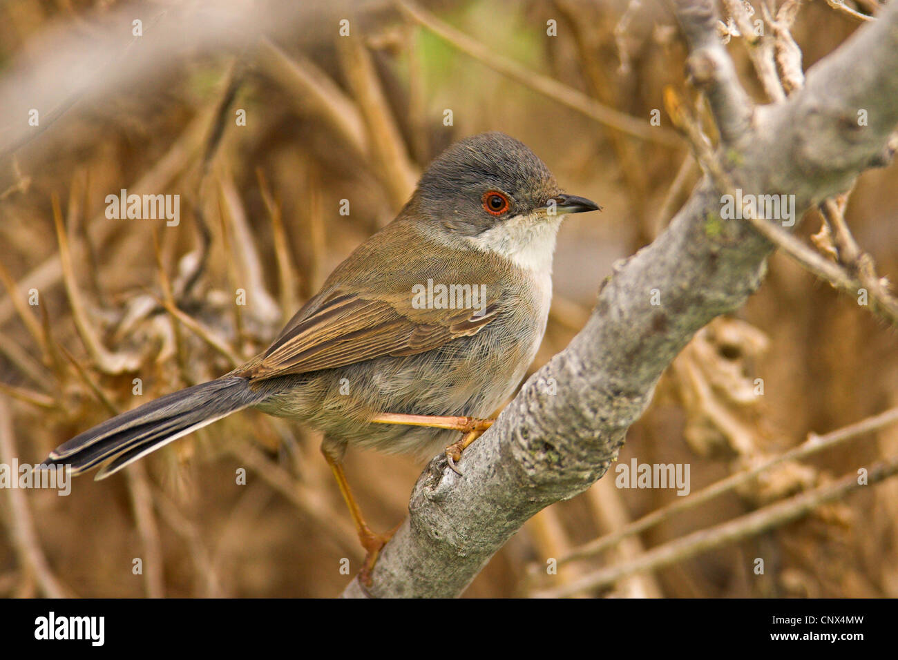 Fauvette sarde (Sylvia melanocephala), femme assise sur une branche, Canaries, Fuerteventura Banque D'Images