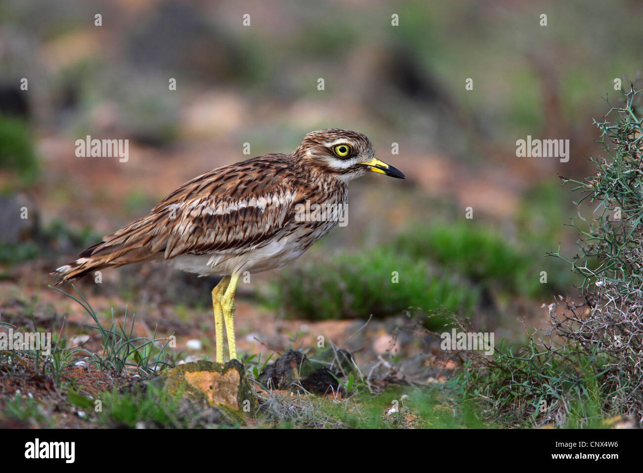Stone-curlew (Burhinus bistriatus), comité permanent, Canaries, Lanzarote Banque D'Images