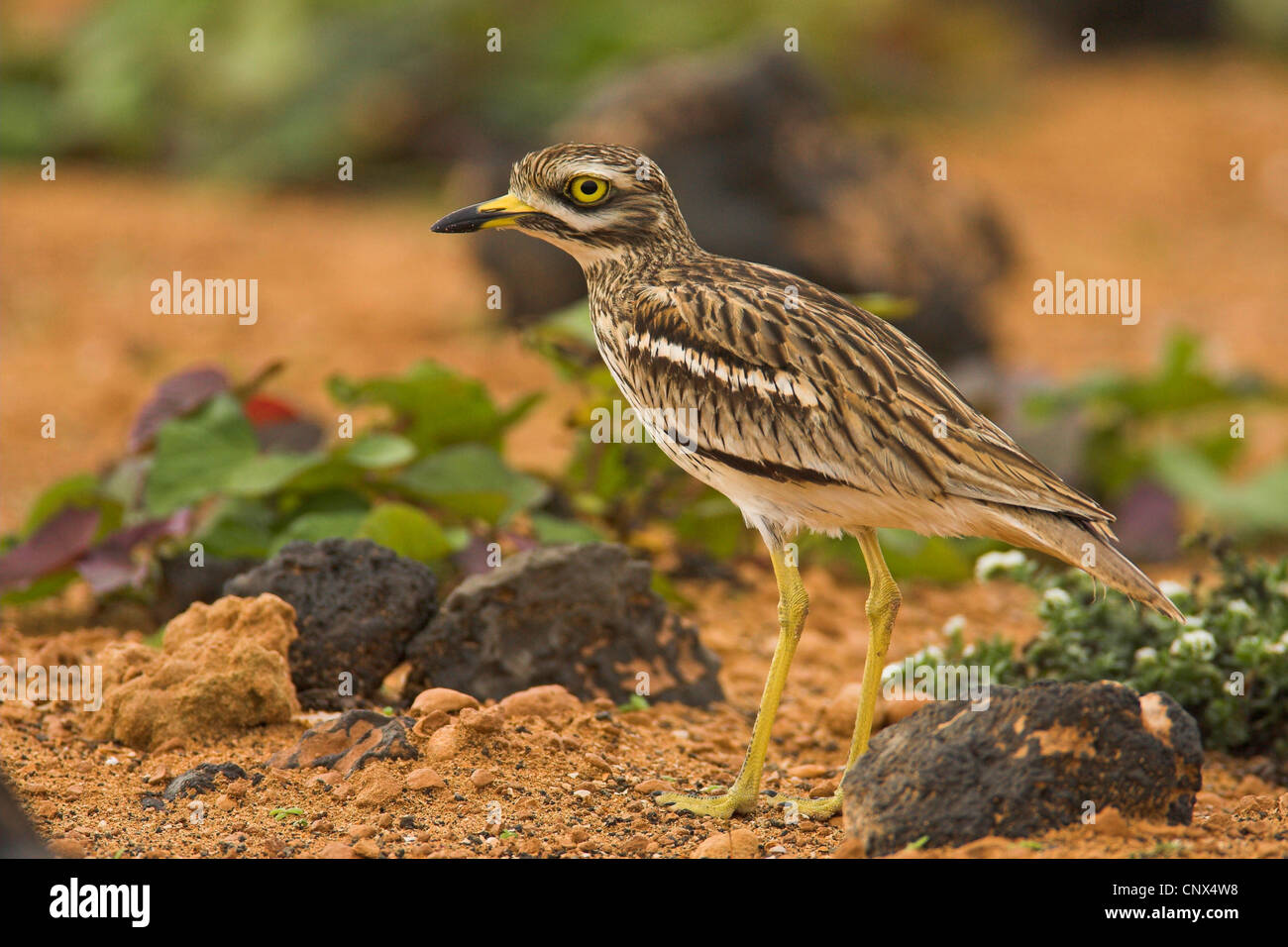 Stone-curlew (Burhinus bistriatus), comité permanent, Canaries, Lanzarote Banque D'Images
