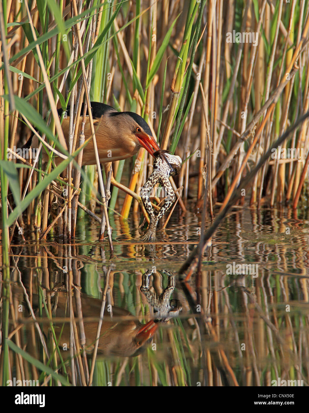 Blongios nain (Ixobrychus minutus), homme avec une grenouille dans le bec pris de l'extérieur de l'anche, la Grèce, l'Kerkini-See Banque D'Images