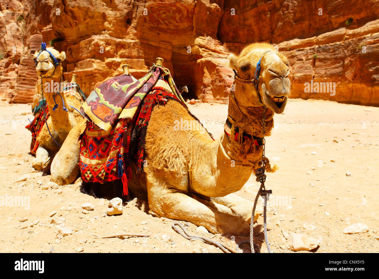 Deux chameaux près de temple du Trésor à Pétra (Al khazneh), Jordanie Banque D'Images