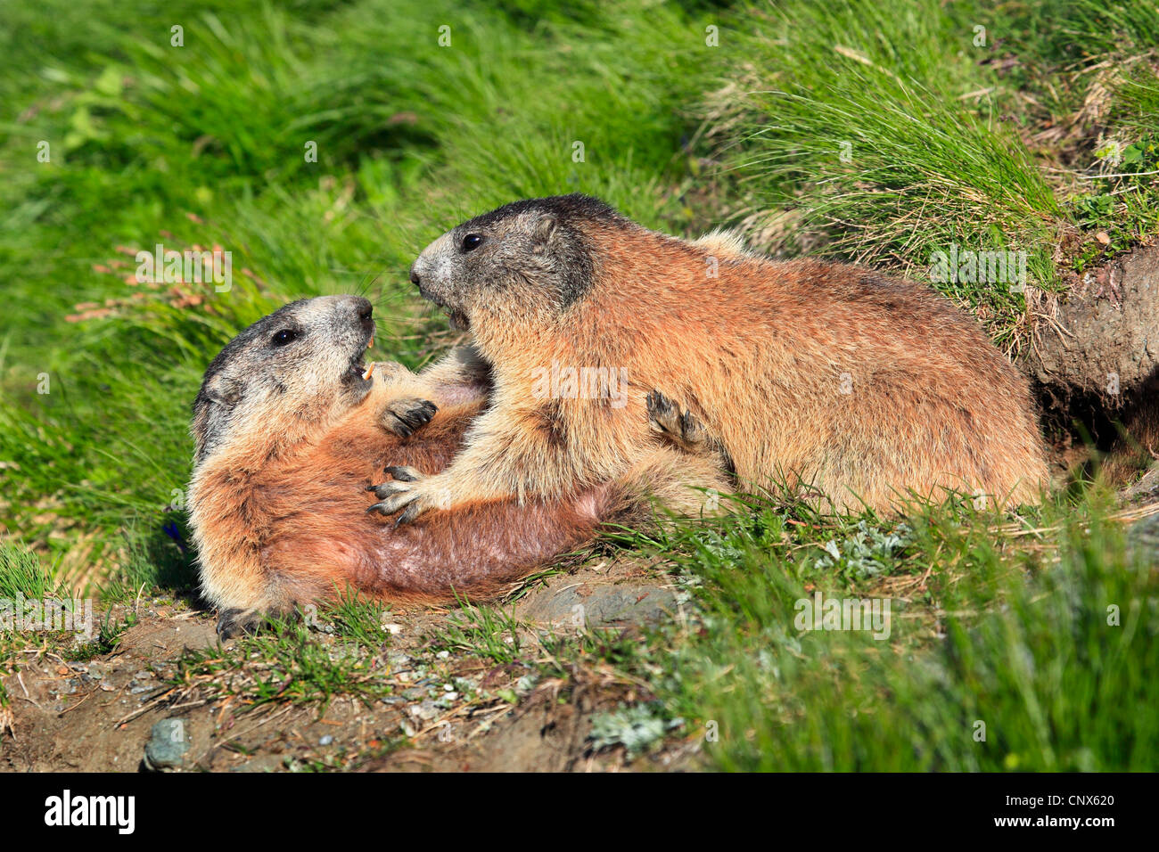 Marmotte des Alpes (Marmota marmota), deux animaux dans une prairie de montagne, l'Autriche, le Parc National du Hohe Tauern Banque D'Images