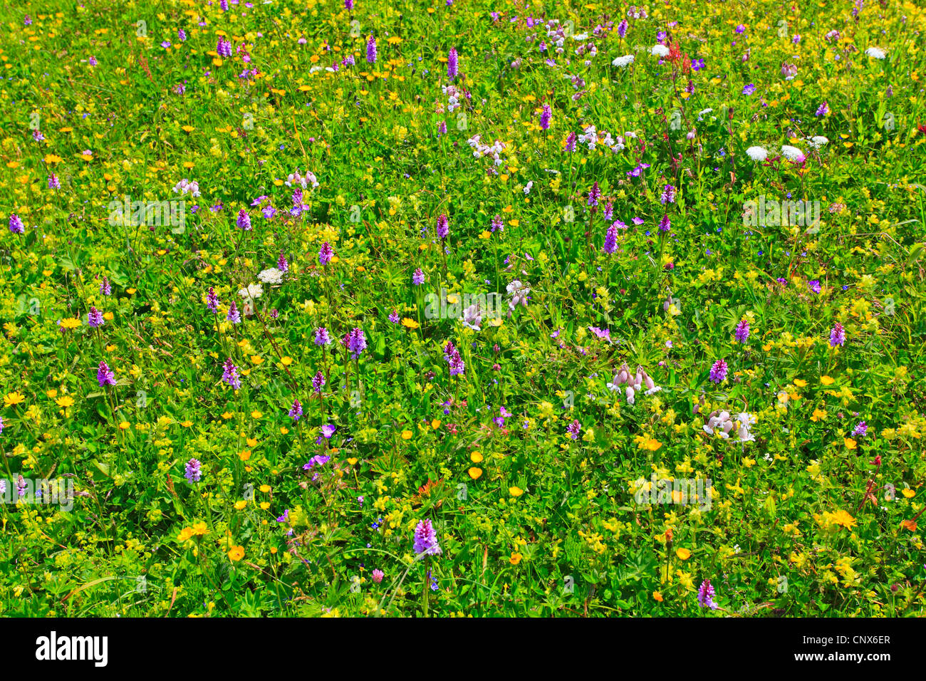 La floraison luxuriante Fleur alpine meadow, l'Autriche, le Parc National du Hohe Tauern Banque D'Images