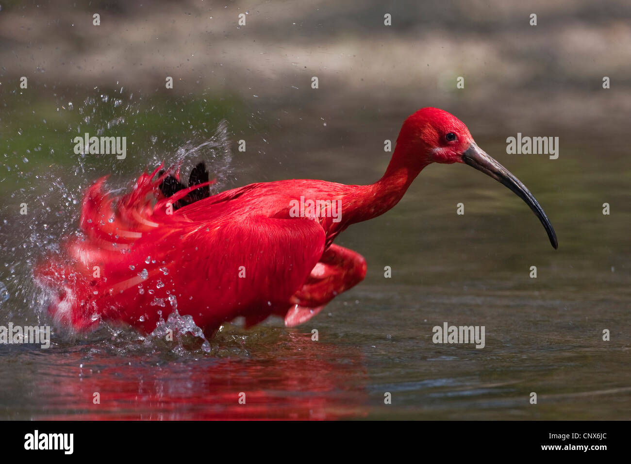 Ibis rouge (Eudocimus ruber), debout dans l'eau les ailes battantes Banque D'Images