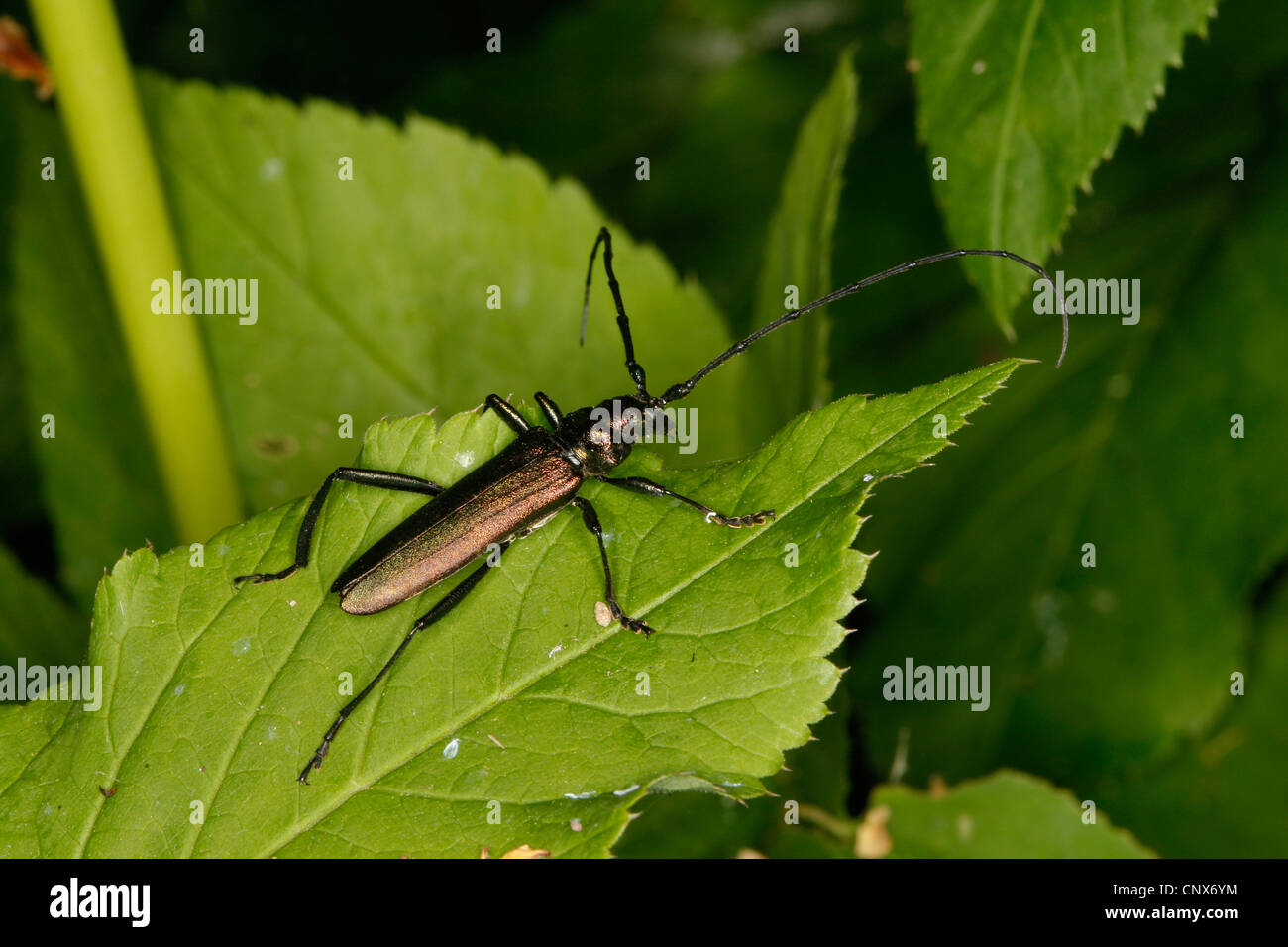 Musk (Aromia moschata), assis sur une feuille, Allemagne Banque D'Images