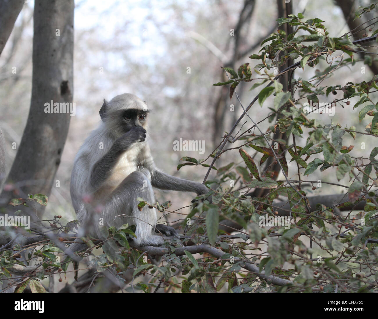 Langur monkey s'assit dans l'arbre en pleine réflexion Banque D'Images