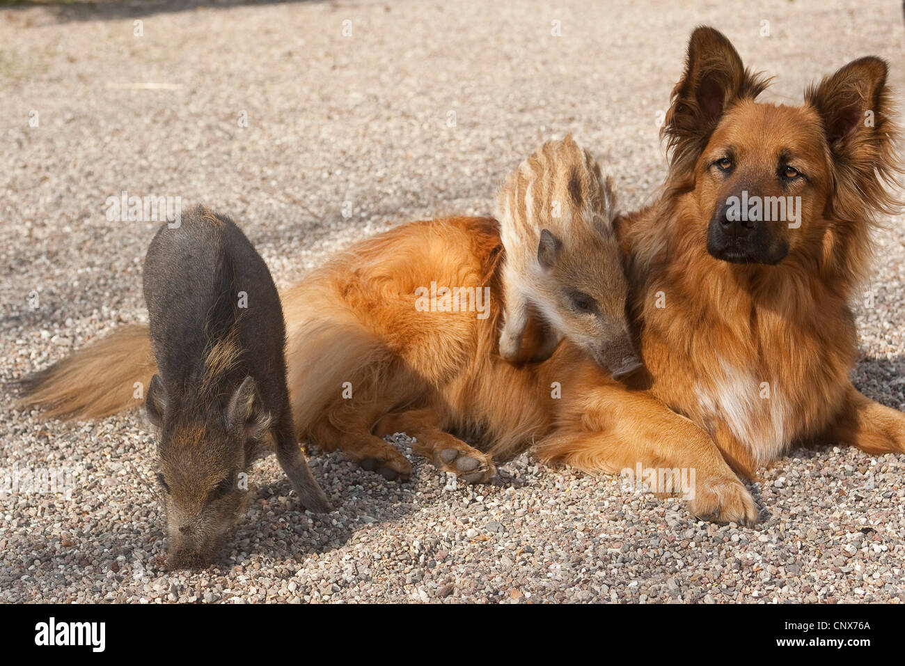Le sanglier, le porc, le sanglier (Sus scrofa), les porcelets de grimper sur un chien, Allemagne Banque D'Images