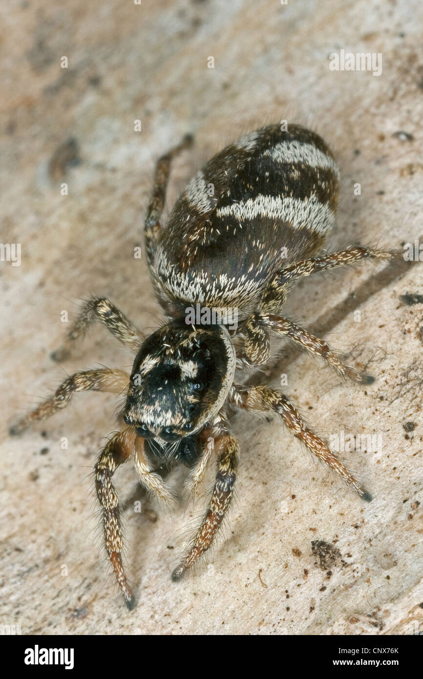 Salticus scenicus zebra (cavalier), ramper, Allemagne Banque D'Images