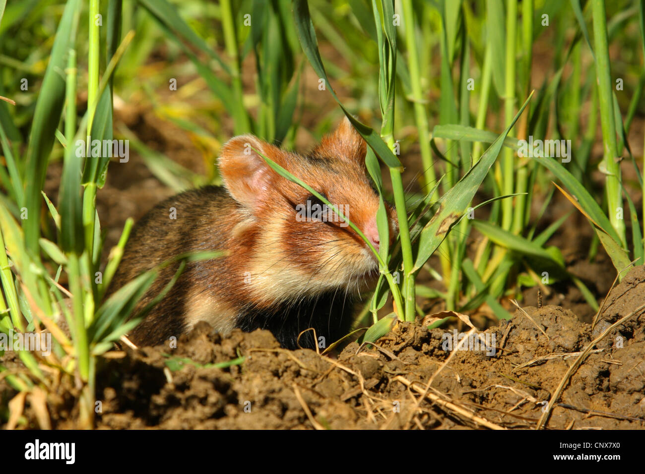 Hamster commun, black-bellied grand hamster (Cricetus cricetus), homme dans un champ de maïs, Allemagne Banque D'Images