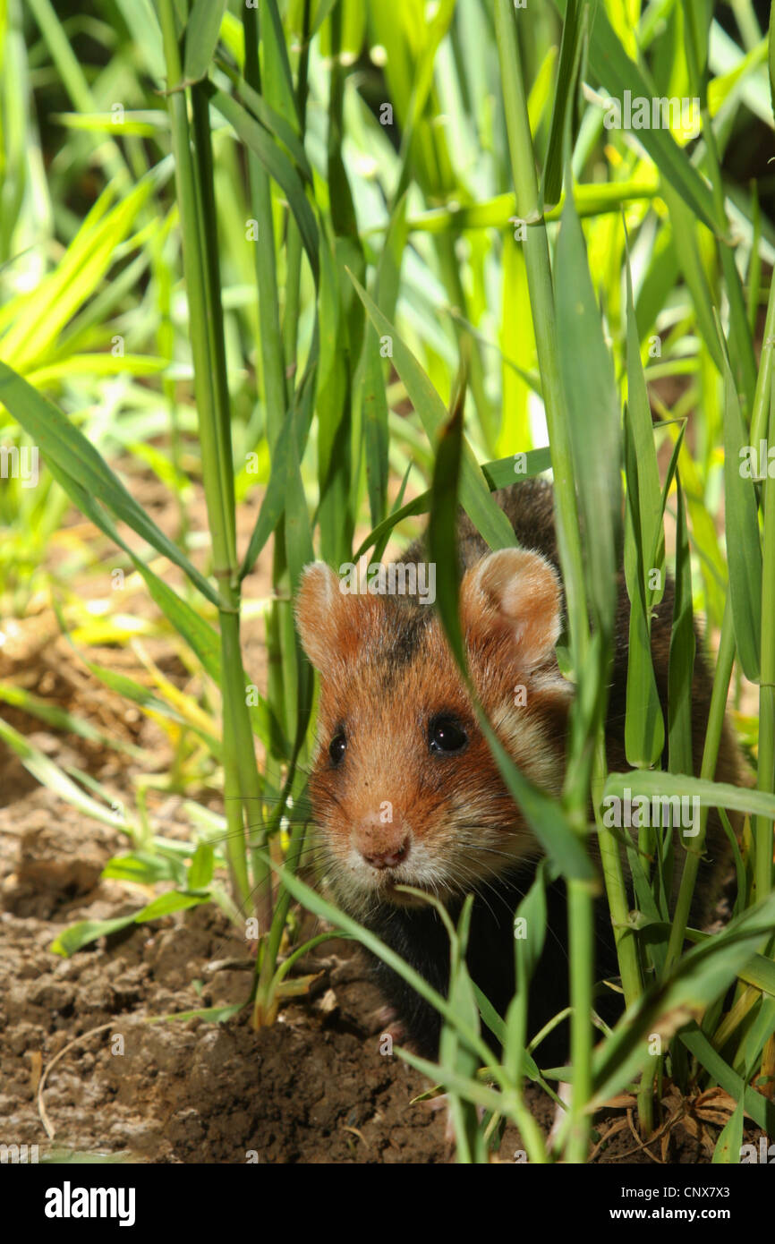 Hamster commun, black-bellied grand hamster (Cricetus cricetus), homme dans un champ de maïs, Allemagne Banque D'Images