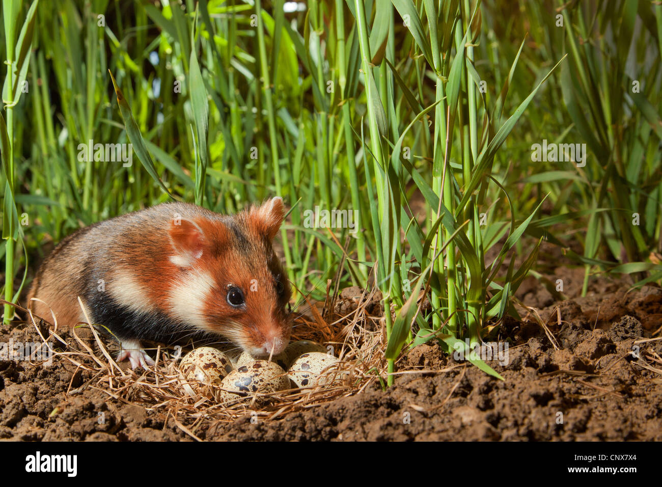 Hamster commun, black-bellied grand hamster (Cricetus cricetus), homme dans un champ de maïs à un nid avec des oeufs d'une caille, Allemagne Banque D'Images
