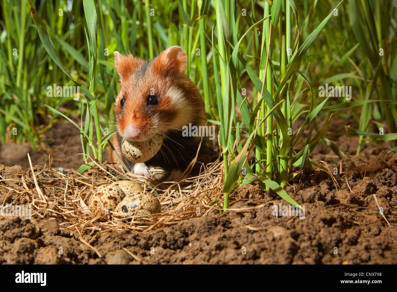 Hamster commun, black-bellied grand hamster (Cricetus cricetus), homme dans un champ de maïs à un nid avec des oeufs d'une caille, Allemagne Banque D'Images