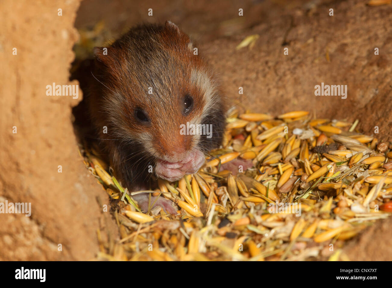Hamster commun, black-bellied grand hamster (Cricetus cricetus), se nourrissant de petits grains dans un terrier, Allemagne Banque D'Images