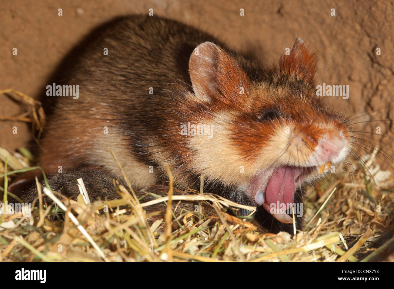 Hamster commun, black-bellied grand hamster (Cricetus cricetus), femelle béant dans sa tanière, Allemagne Banque D'Images