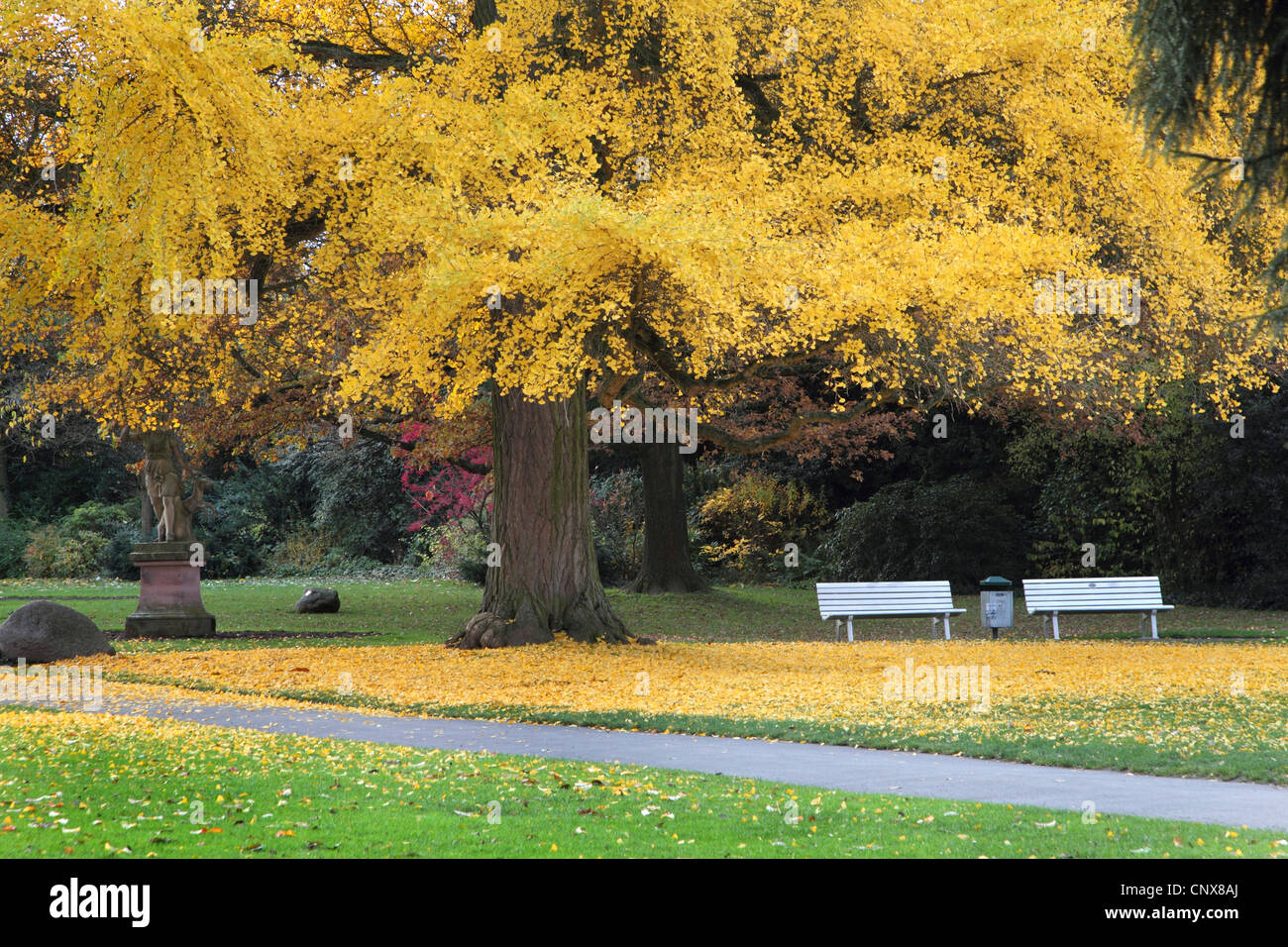 Arbre aux 40 écus, Ginkgo, Arbre de ginkgo, Ginko biloba de ginkgo (arbre), dans un parc en automne avec des bancs Banque D'Images