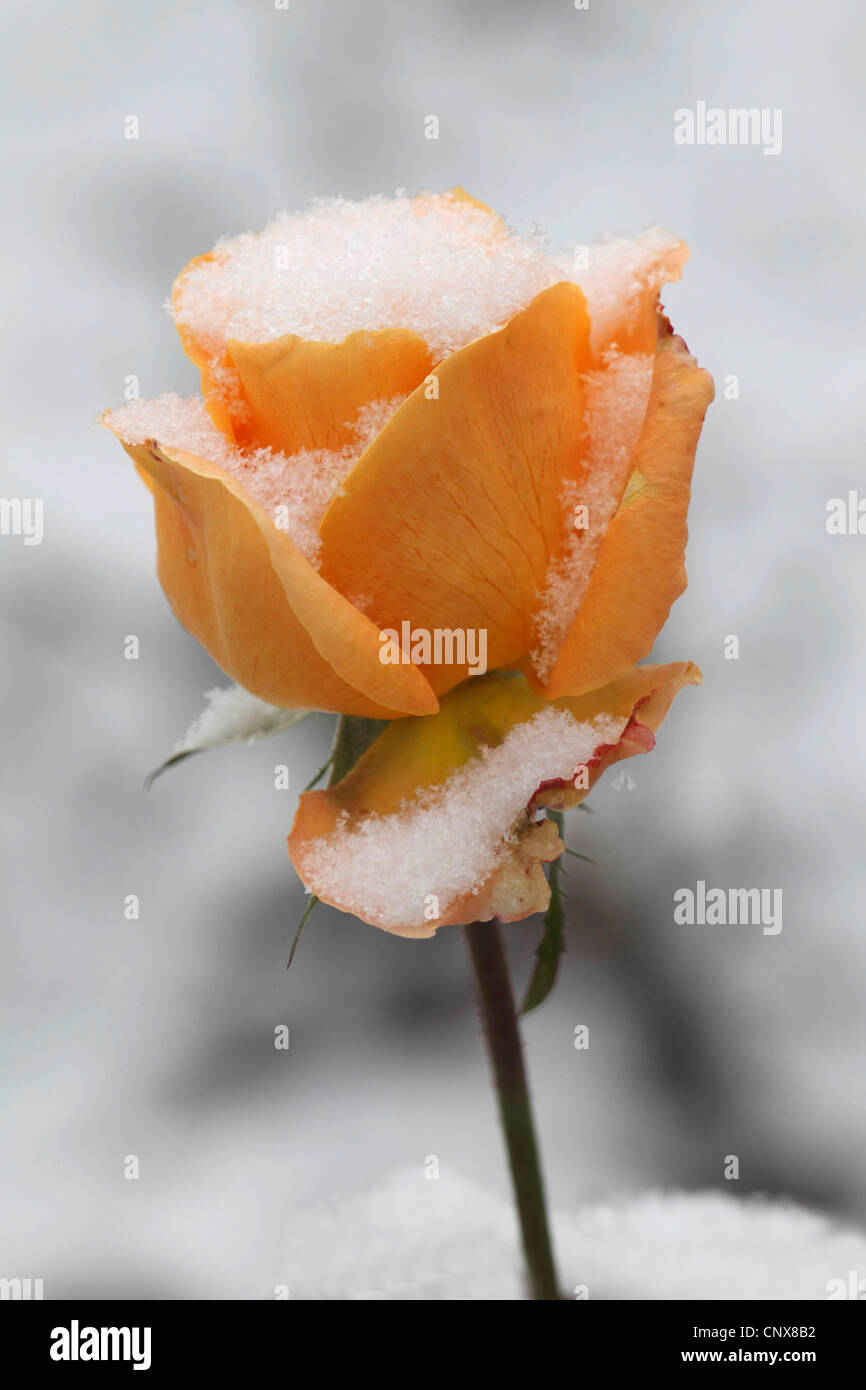 Rose jaune avec de la neige Banque D'Images