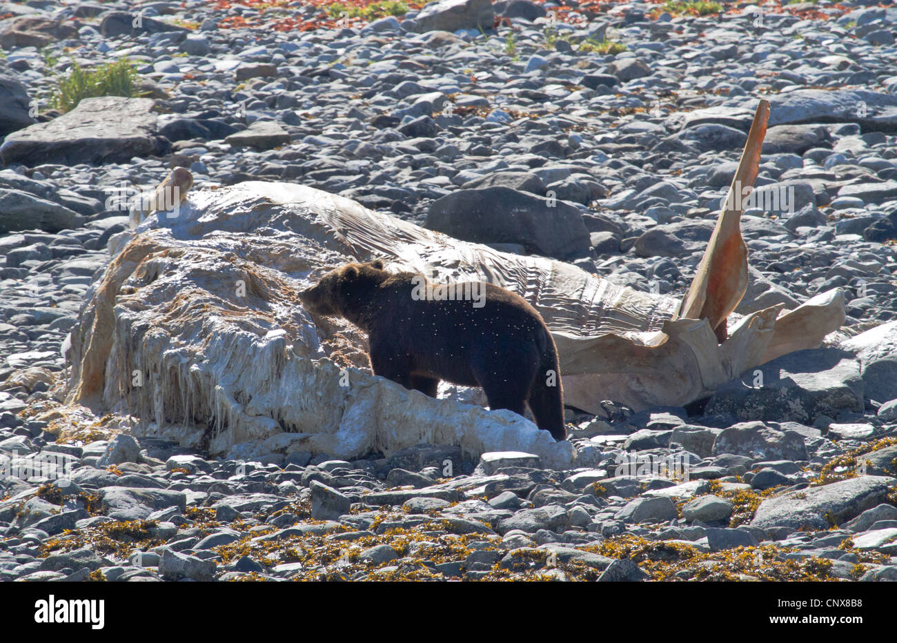 Ours brun, l'ours grizzli (Ursus arctos horribilis), l'alimentation d'une baleine cadavre allongé sur une plage de galets, USA, Alaska, Glacier Bay National Park Banque D'Images