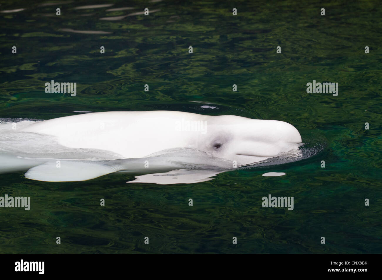 Baleine blanche, le béluga (Delphinapterus leucas), nager à la surface de l'eau, Canada Banque D'Images Baleine blanche, le béluga (Delphinapterus leucas), nager à la surface de l'eau, Canada Banque D'Images