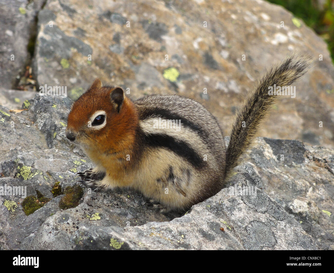 Le spermophile à mante dorée (Spermophilus lateralis, Citellus lateralis, Callospermophilus lateralis), assis sur une pierre, le Canada, l'Alberta, parc national de Banff Banque D'Images Le spermophile à mante dorée (Spermophilus lateralis, Citellus lateralis, Callospermophilus lateralis), assis sur une pierre, le Canada, l'Alberta, parc national de Banff Banque D'Images