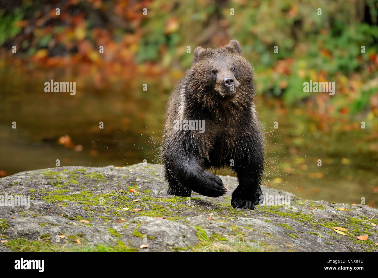 L'ours brun (Ursus arctos arctos), secouant l'eau de sa fourrure, de l'Allemagne, la Bavière, le Parc National de la Forêt bavaroise Banque D'Images