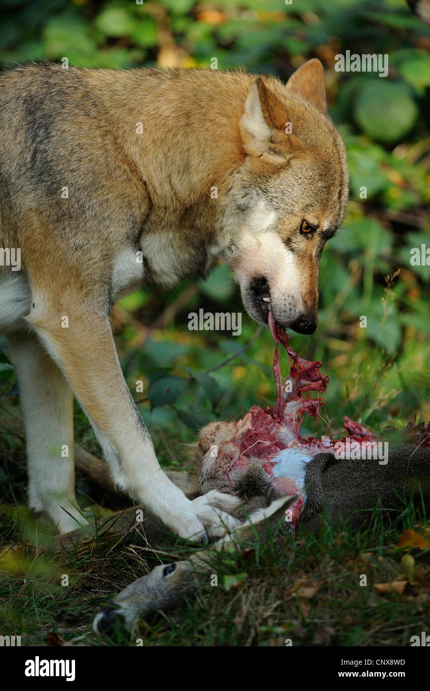 Le loup gris d'Europe (Canis lupus lupus), il se nourrit de cerfs, Allemagne, Bavière, Nationalpark Bayerischer Wald Banque D'Images