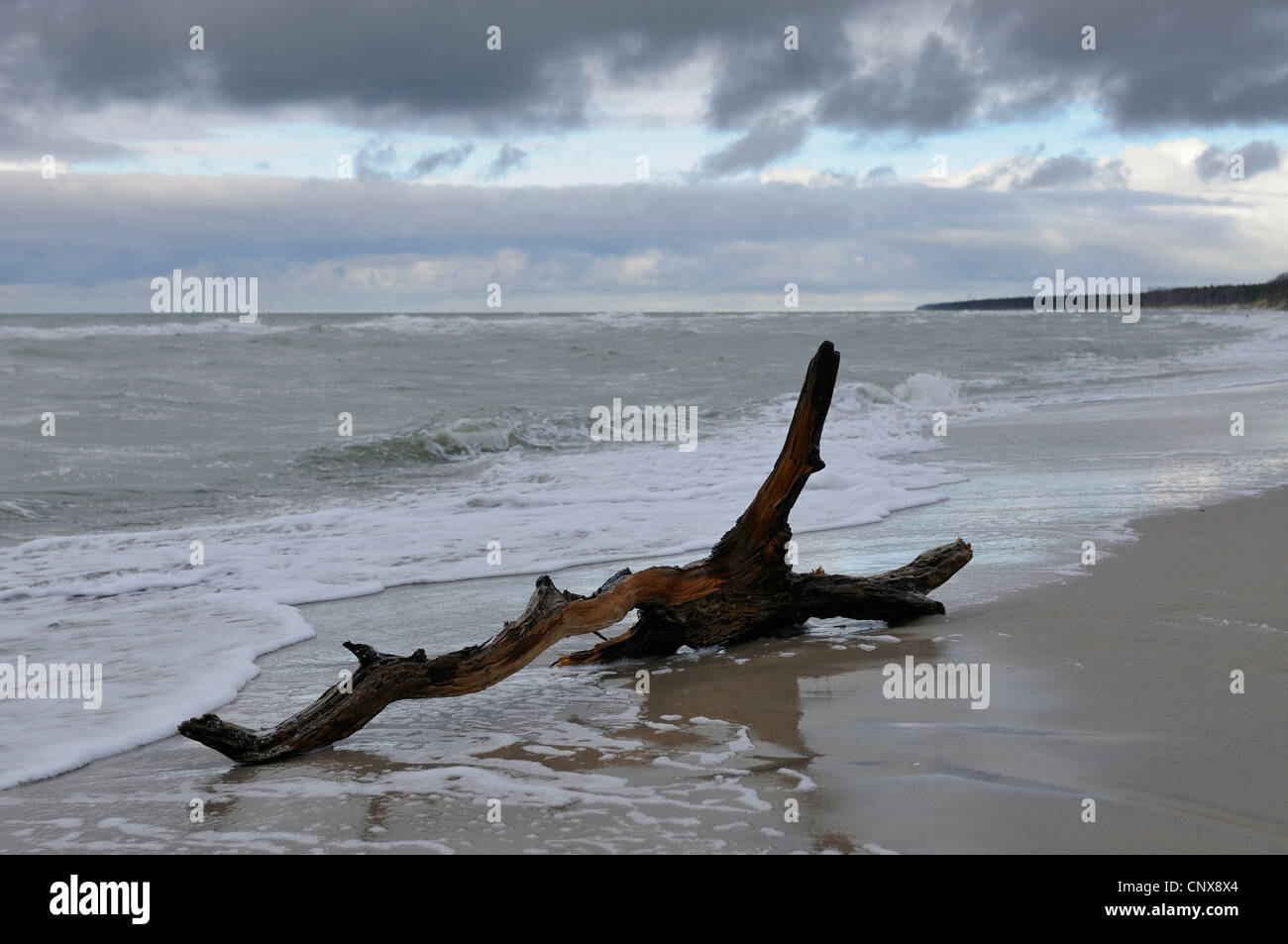 Le bois mort sur la plage de la mer Baltique Mecklembourg-Poméranie-Occidentale, Allemagne, Banque D'Images