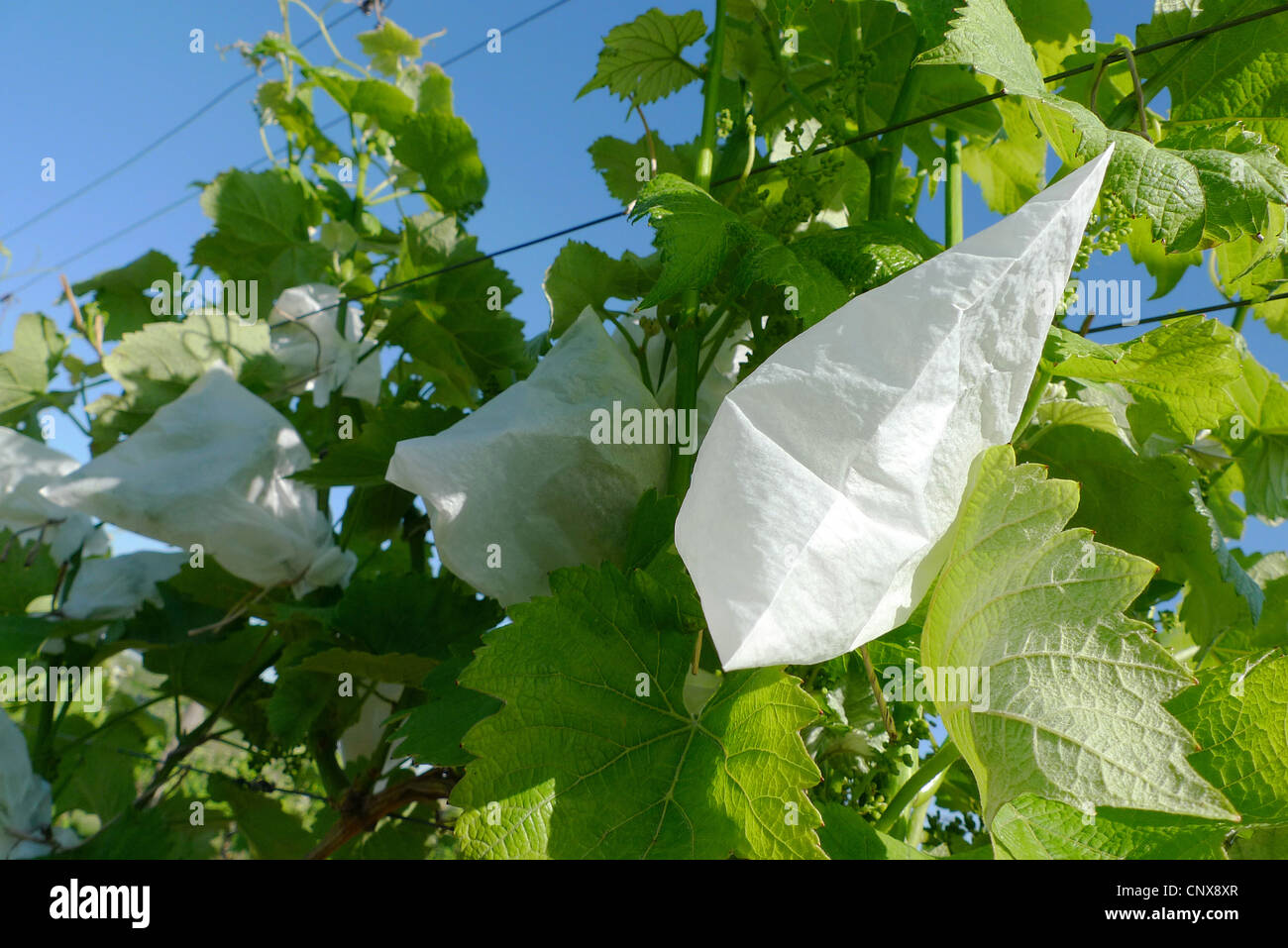 Expérience scientifique dans un vignoble. Pas DISPONIBLE POUR UTILISATION DANS CALENDRIERS, Allemagne, Rhénanie-Palatinat, Siebeldingen Banque D'Images