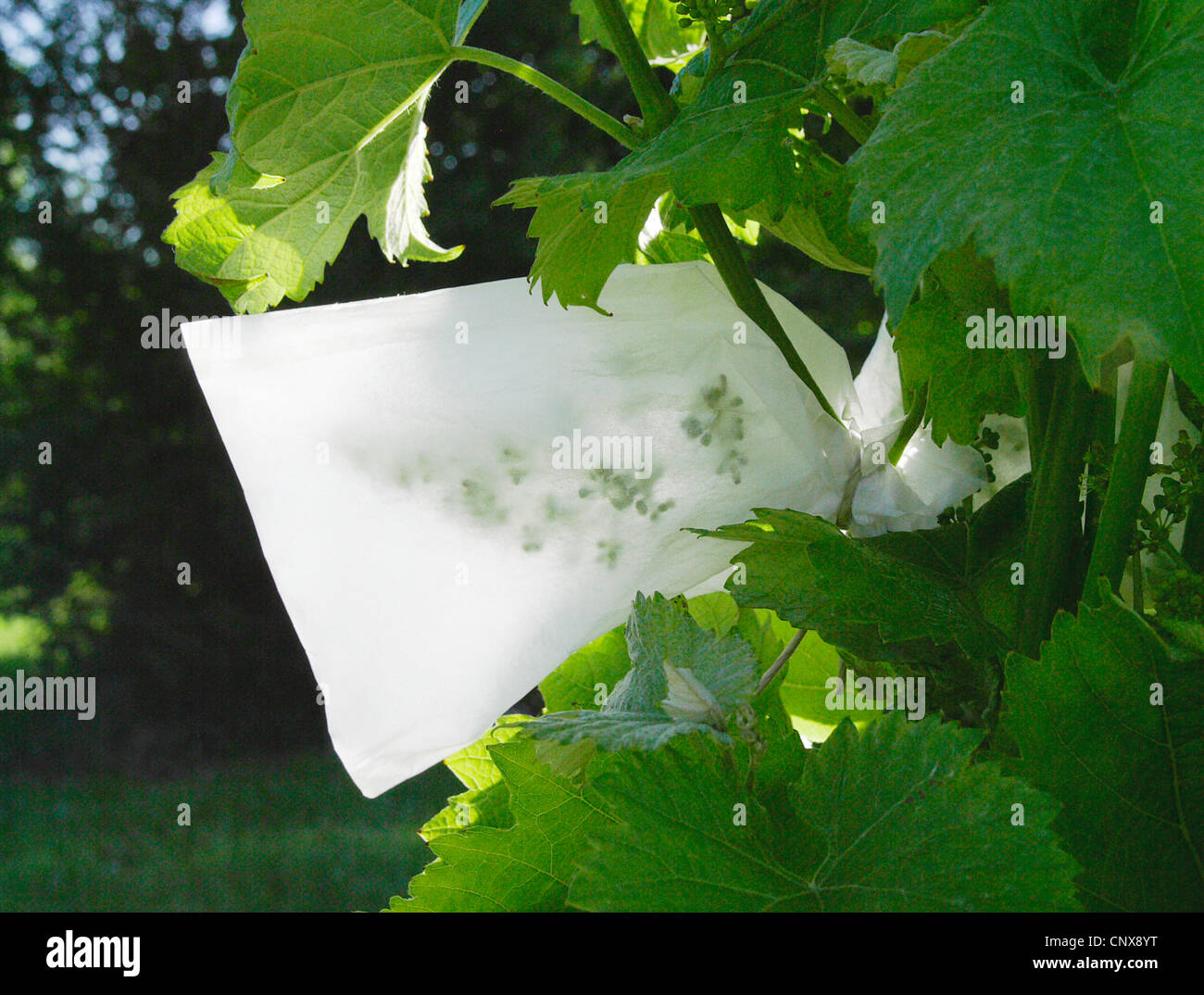 Expérience scientifique dans un vignoble. Pas DISPONIBLE POUR UTILISATION DANS CALENDRIERS, Allemagne, Rhénanie-Palatinat, Siebeldingen Banque D'Images