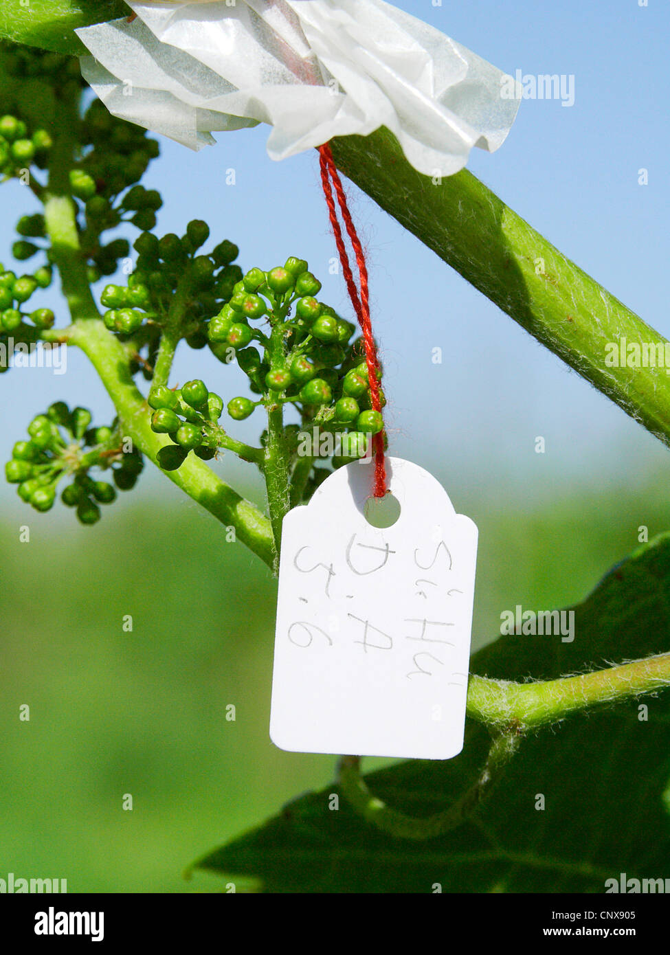 Expérience scientifique dans un vignoble. Pas DISPONIBLE POUR UTILISATION DANS CALENDRIERS, Allemagne, Rhénanie-Palatinat, Siebeldingen Banque D'Images