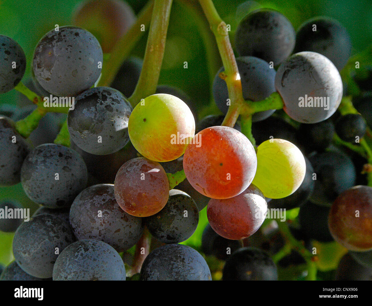 Raisins dans une vigne en automne. Pas DISPONIBLE POUR UTILISATION DANS CALENDRIERS, Allemagne, Rhénanie-Palatinat, Siebeldingen Banque D'Images