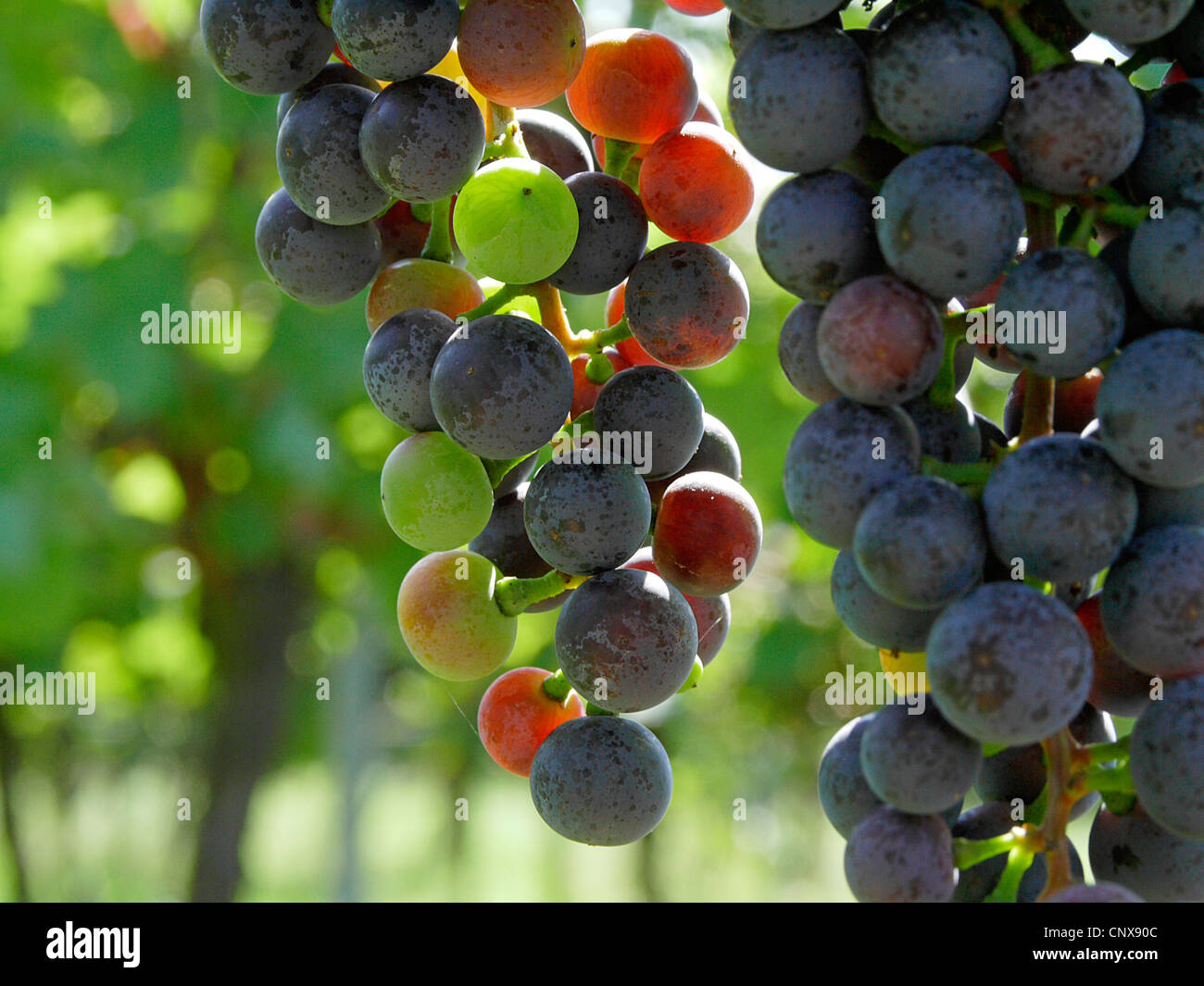 Raisins dans une vigne en automne. Pas DISPONIBLE POUR UTILISATION DANS CALENDRIERS, Allemagne, Rhénanie-Palatinat, Siebeldingen Banque D'Images