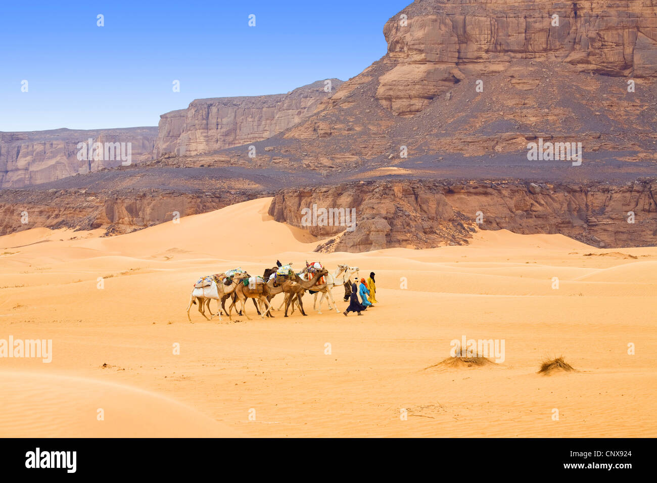 Un dromadaire, chameau (Camelus dromedarius), caravane avec des dromadaires à l'Acacus montagnes dans le désert de Libye, Libye, Sahara Banque D'Images