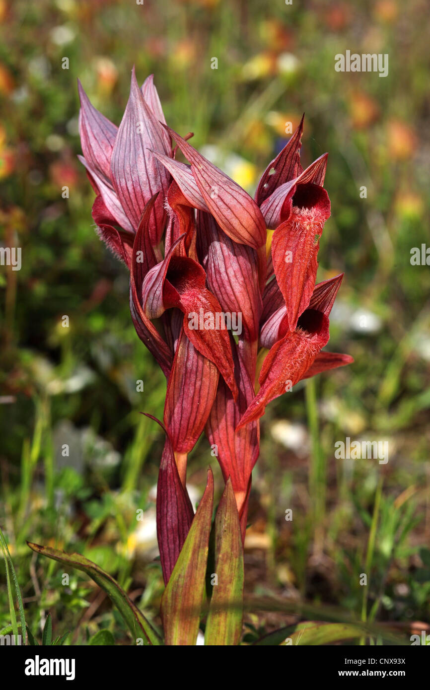 Lèvres longue serapias, charrue-partager serapias (Serapias vomeracea Serapias orientalis, ssp. orientalis), la floraison, la Grèce, Lesbos Banque D'Images