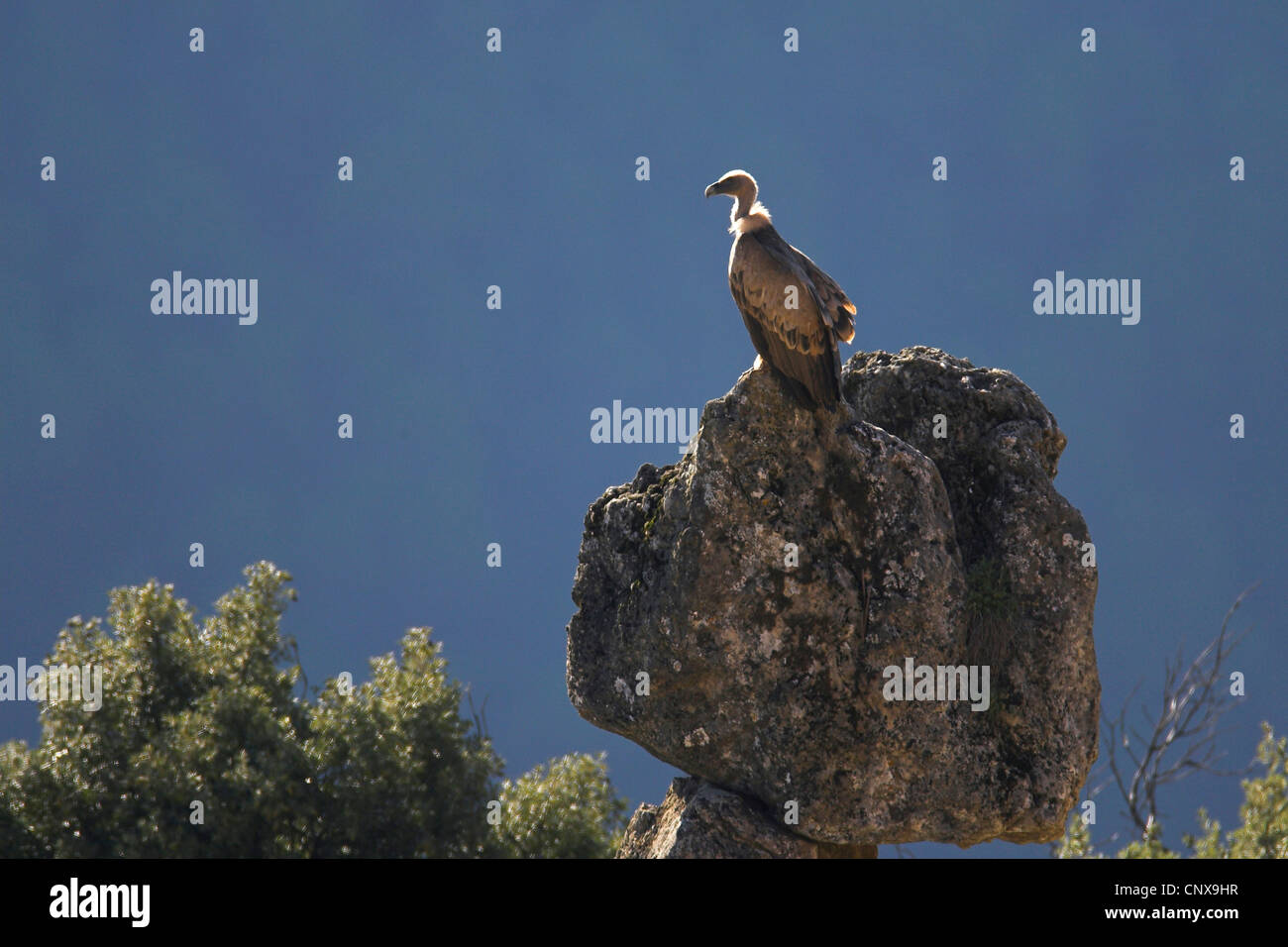 Vautour fauve (Gyps fulvus), assis sur un rocher en contre-jour, l'Espagne, de la Sierra Cazorla Banque D'Images