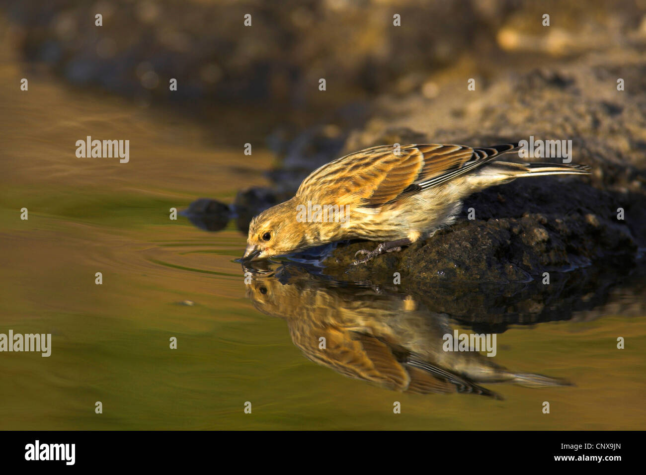 (Carduelis cannabina linnet, Acanthis cannabina), squeaker boire, Grèce, Lesbos Banque D'Images