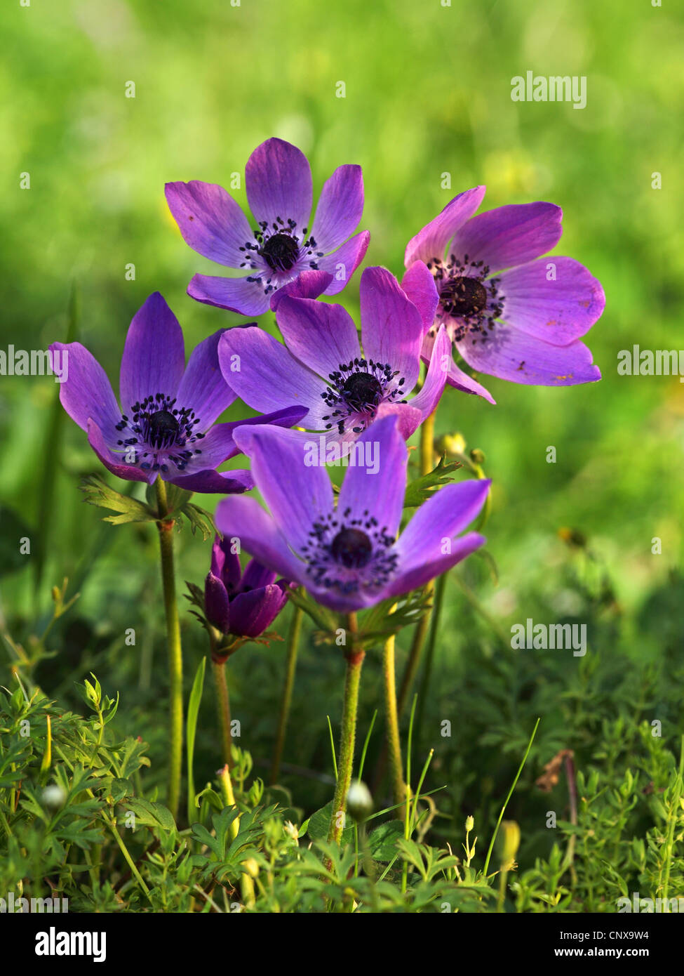 Anémone Anémone coronaria (pavot), la floraison, la Grèce, Lesbos Banque D'Images