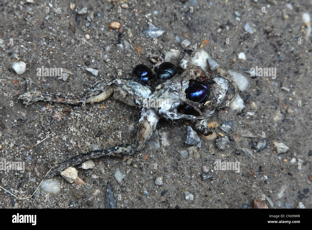 European crapaud commun (Bufo bufo), les bousiers se nourrissent d'une carcasse de crapaud, Allemagne Banque D'Images