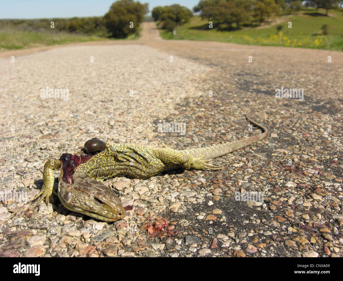 Ocellated lizard, ocellated lizard lézard vert, eyed, lézard (Lacerta lepida jeweled), décédée à la frontière de la rue, l'Espagne, l'Estrémadure Banque D'Images