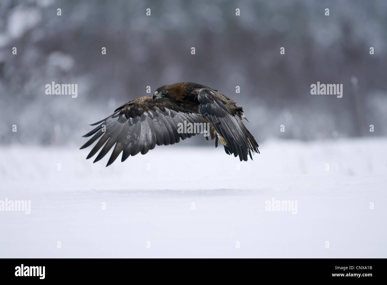L'aigle royal (Aquila chrysaetos), voler à travers enneigé des landes, Royaume-Uni, Ecosse, le Parc National de Cairngorms Banque D'Images