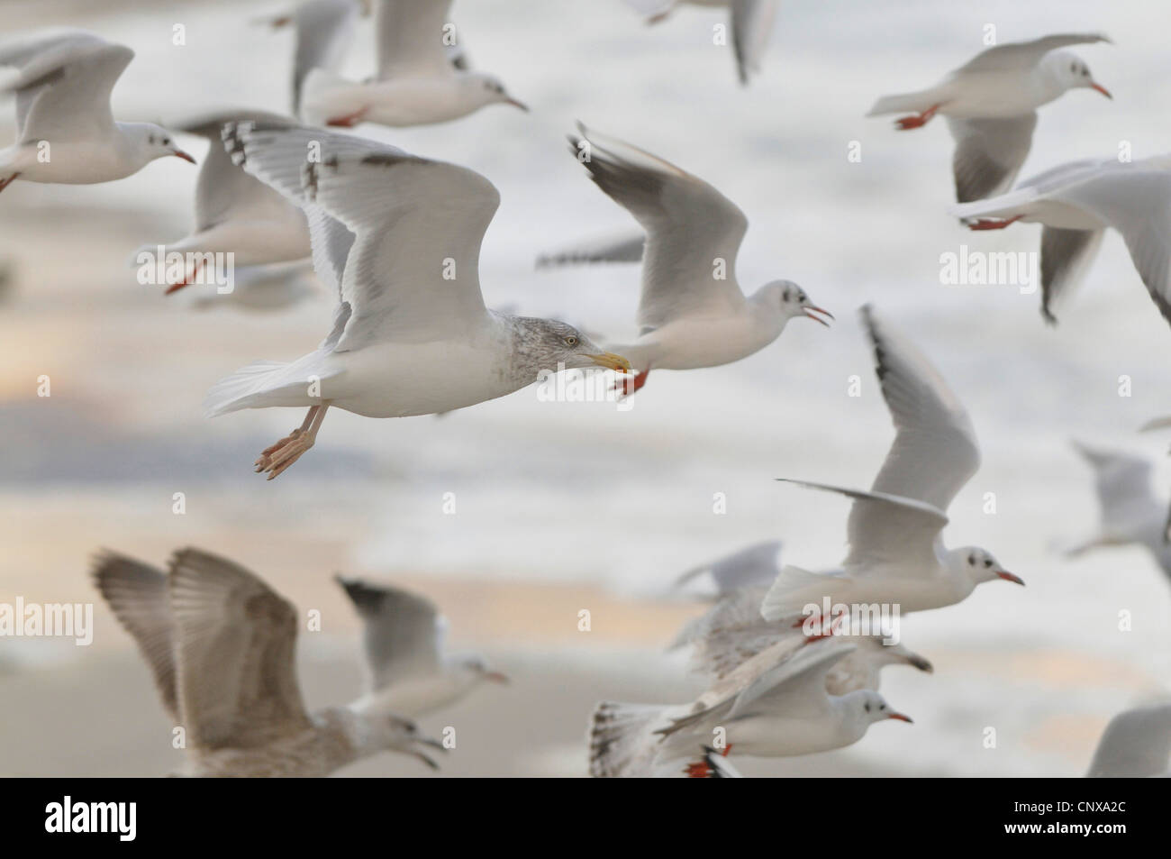 Les goélands (Larinae), troupeau de vol de mouettes, de l'Allemagne, de la mer Baltique Banque D'Images