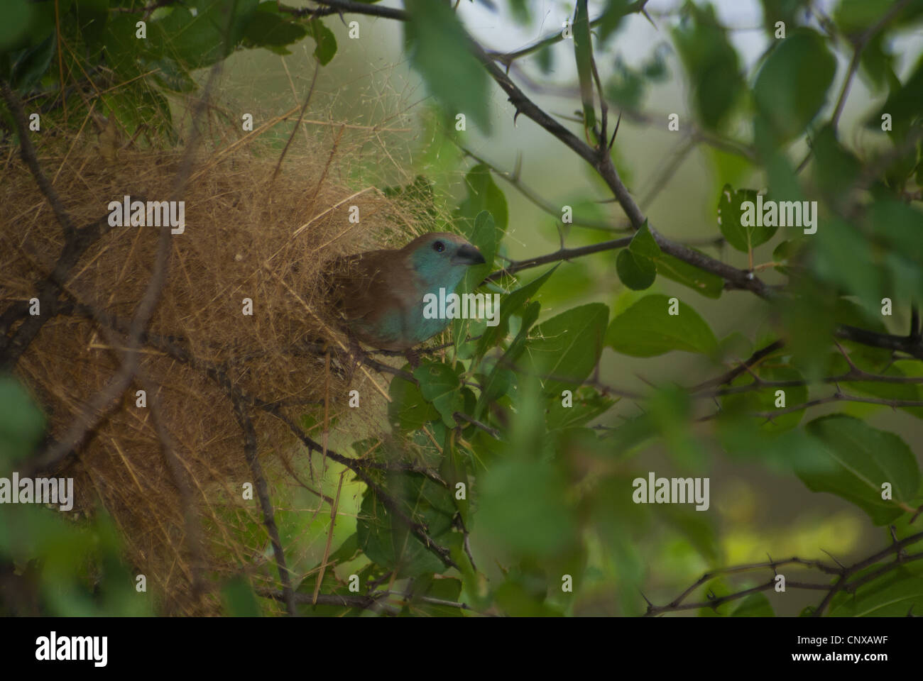 Oiseaux au nid Banque D'Images