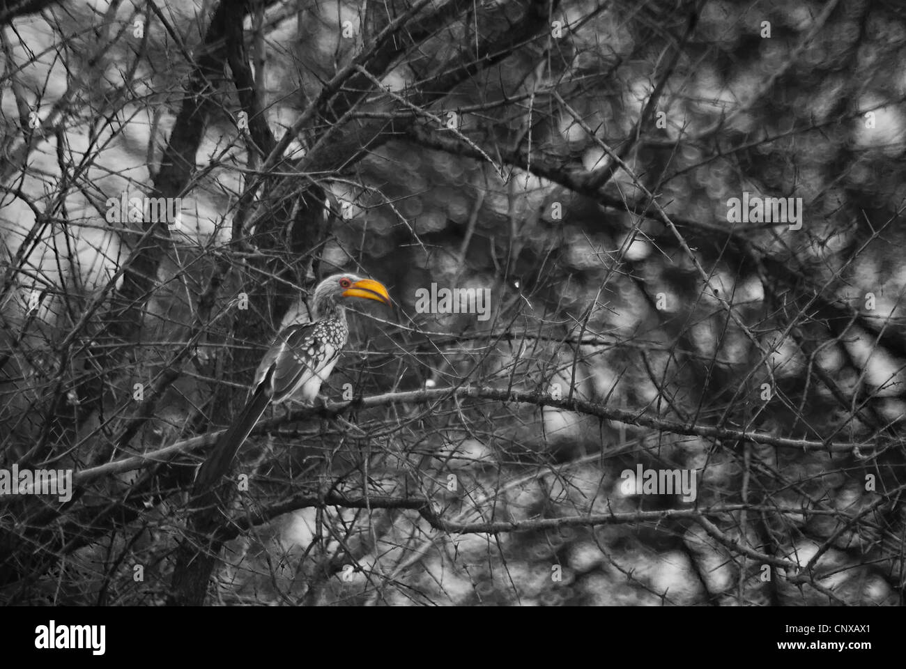 Statue d'oiseau posé dans un arbre Banque D'Images
